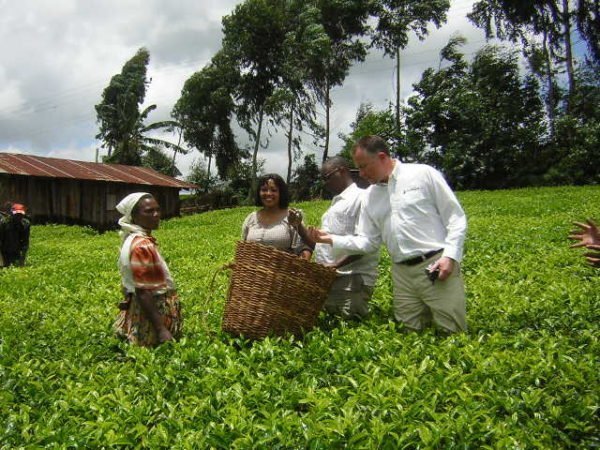 Kenya Milima tea