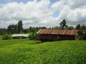 Kenya tea garden